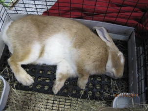 Comfy bunny